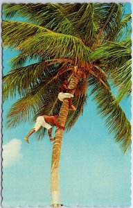 VINTAGE POSTCARD ASCENDING THE TREE TO PICK COCONUTS IN JAMAICA 1960s