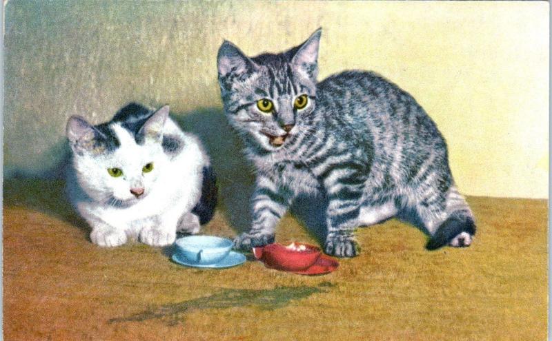 SWISS   Postcard  -  CUTE Image of  TWO CATS by Their Bowls   c1950s