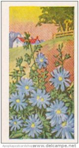 Glengettie Trade Card Wild Flowers No 24 Succory