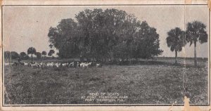 Port Thompson Florida Herd of Goats in Park Scenic View Vintage Postcard AA74566