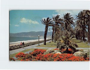 Postcard Gorgeous geranium bed in windswept Palisades Park Santa Monica CA USA