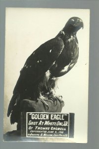 White Owl SOUTH DAKOTA RPPC 1910 GOLDEN EAGLE Mounted TAXIDERMY Hunting SHOT