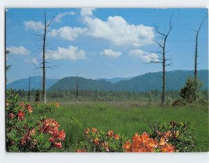 Postcard Senjyo-ga-hara Field, Mt. Nantai, Nikko, Japan