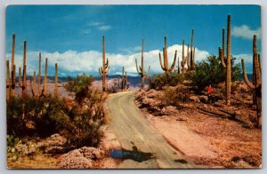 Road In Saguaro Forest Cactus Giants Dirt Two Track Lane AZ Postcard L12