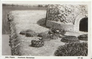 Brazil Postcard - Sao Paulo - Instituto Butantan - Showing Snakes - Ref 9118A