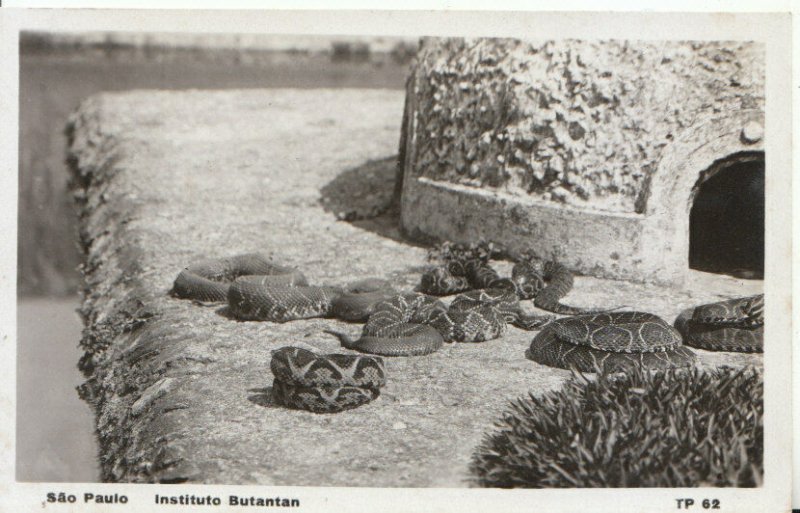 Brazil Postcard - Sao Paulo - Instituto Butantan - Showing Snakes - Ref 9118A