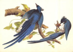3~1987 OVERSIZE Postcards JOHN AUDUBON BIRDS Puffin & Reddish Egret & Magpie Jay