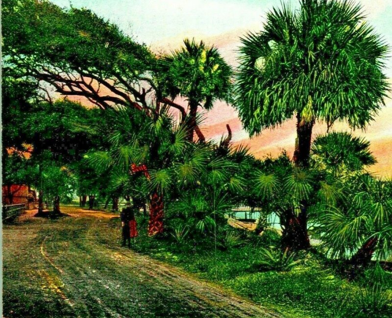 Beach Street at Daytona Indian River Florida FL UNP Unused UDB Postcard 1900s