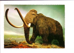 Woolly Mammoth, Provincial Museum, Victoria, British Columbia,
