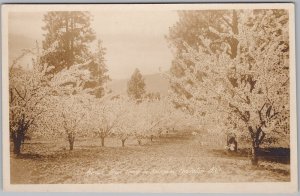Penticton BC Ranch Fruit Trees in Blossom RPPC Postcard Gowen Sutton RPPC H82