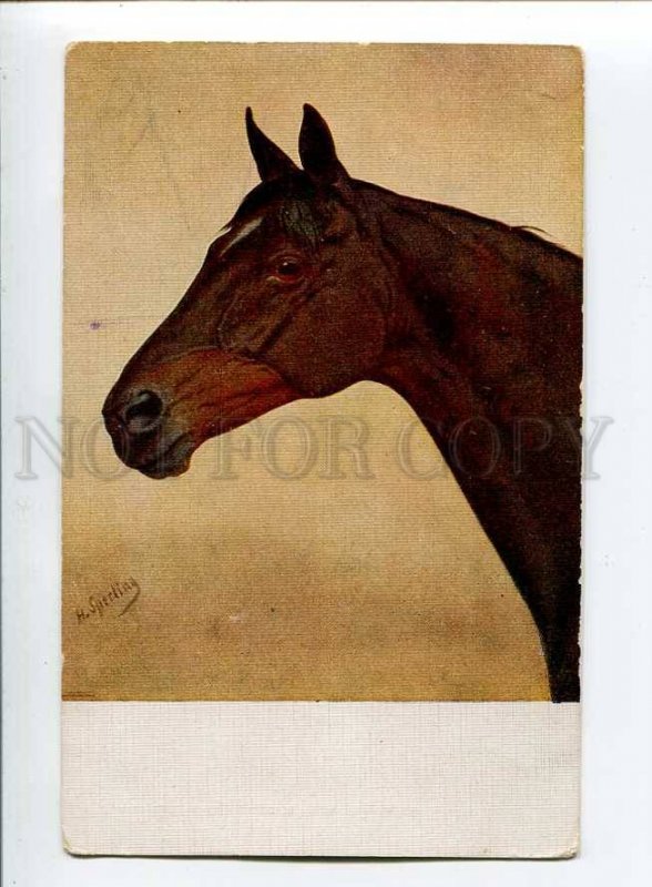 3033487 Head of Nice HORSE. By SPERLING vintage PC