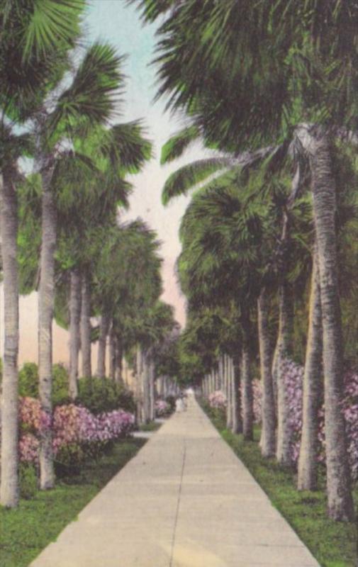 Florida Palm Beach Palm Trees Palmetto Walk Handcolored Albertype