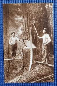 Vtg Harvesting the Mighty Douglas Fir Logging Gray's Harbor Washington Postcard