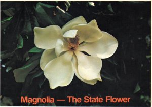 Magnolia,LA and MS State FL