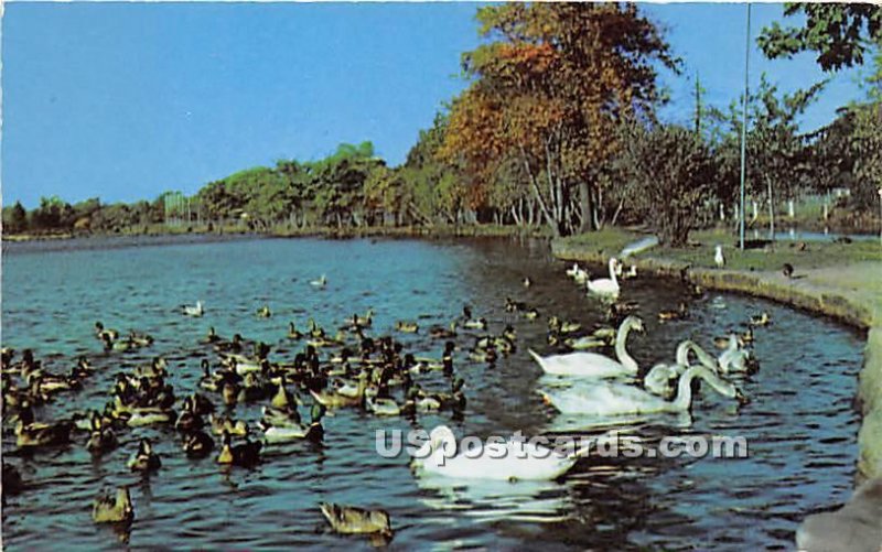 Swans & Ducks - Long Island, New York