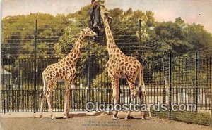 New York, USA Giraffes, New York Zoological Park Paper & rips on back light c...