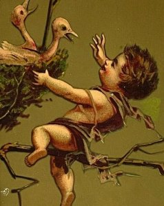1880s Paris Victorian Trade Card Birds Pecking Boy Falling from Tree Gold Art