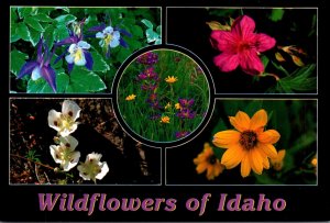 Idaho Wildflowers Multi View