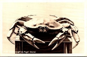 Washington Crab Caught On Puget Sound Real Photo