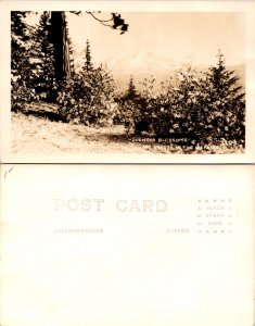 Dogwood Blossoms (15591