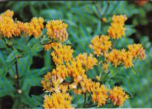 Flowers Butterfly Weed Protected New York State Flower