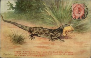 Lizard Eating Chick Chiken LEGUAN c1910 Postcard - Egersdorfer 