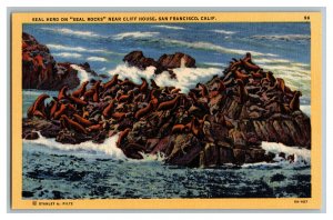 Seal Herd On Seal Rocks Cliff House San Francisco Vintage Standard View Postcard