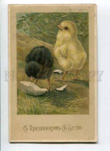 3067837 RUSSIA EASTER Chickens Vintage Color RPPC 1913 year