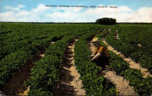 Texas Frio County Peanuts Growing At Pearsall