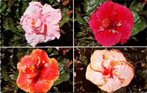 Hawaii State Flower Colorful Hibiscus