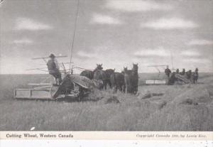 Canadian Harvesting Scene Cutting The Wheat