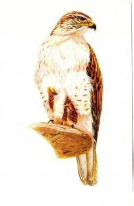 Ferrugious Hawk, North Amer4ican Birds, Reader's Digest