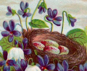 1880s John J. Keane Dry Goods Bird's Nest Eggs Butterfly Violets F135