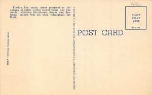 Brahman Bull in Florida Pastures  