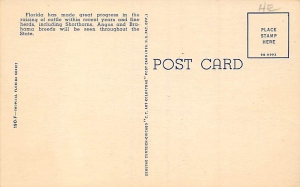 Brahman Bull in Florida Pastures  