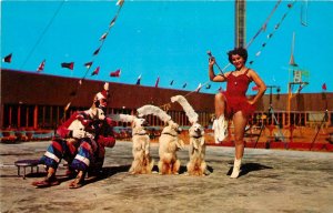 Postcard 1950s Florida Sarasota Renee's Canine circus cadets Teich FL24-2107