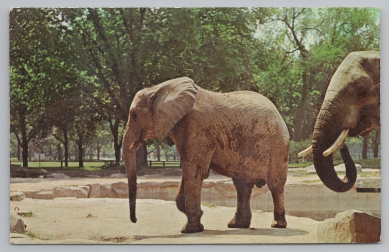 Animals~African Elephant~Chicago Zoological Park Brookfield~Vintage Postcard