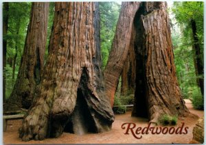 Postcard - Redwoods, California