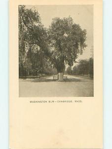 Unused Undivided HUGE ELM TREE & STREET Cambridge Massachusetts MA v3116
