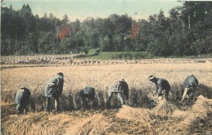 Japan C-1910 hand colored Postcard  Rice Harvest Occupation workers 22-10093