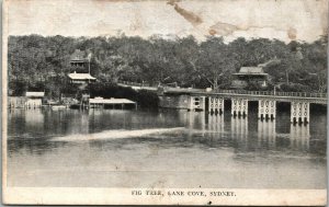 Australia Fig Tree Lane Cove Sydney New South Wales Vintage Postcard 01.45