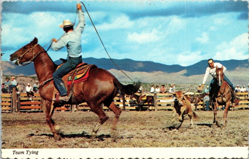 Team Trying Horses Mountains Bull Old Fence Vintage Postcard Mike Roberts UNP