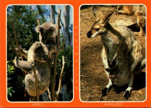 Australia Sydney Doonside Wildlife Park Koala Bears and Kangaroo