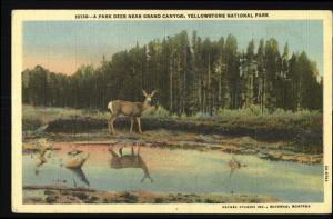Linen Postcard..Deer..Yellowstone National Park-Haynes