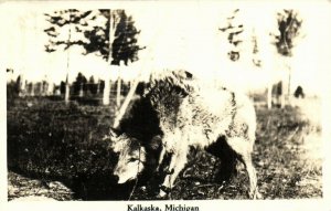 PC CPA US, MMICHIGAN, KALKASKA, Vintage REAL PHOTO Postcard (b14909)