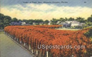 Hedge, Flame Vine - Misc, Florida FL  