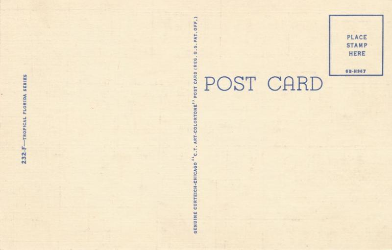 Banana Tree showing Bud and Fruit in Florida - Linen