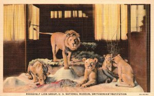 Roosevelt Lion Group US National Museum Smithsonian Institution Vintage Postcard