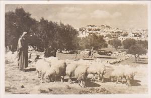 Jordan Shepherd's Field With Sheep Real Photo