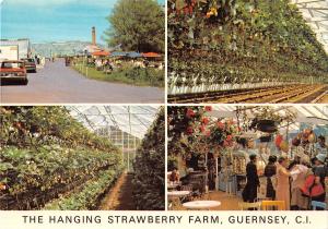 uk6134 guernsey hanging strawberty farm agriculture harvest uk